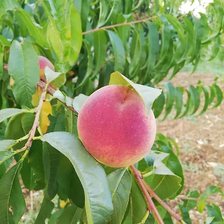 Mara * Stolac